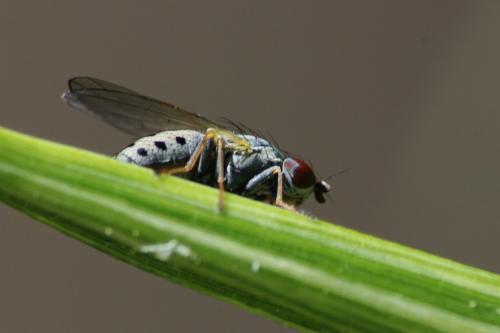 Chamaemyia polystigma